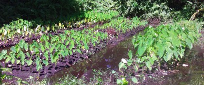 A taro garden in Sikaiana, which is also experiencing the effects of Climate Change on these gardens. Photo credit: SIBC.