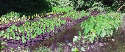 A taro garden in Sikaiana. Photo credit: SIBC.