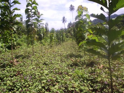 Forestry and crop integration in Solomon Islands. Photo: Courtesy of SPC.