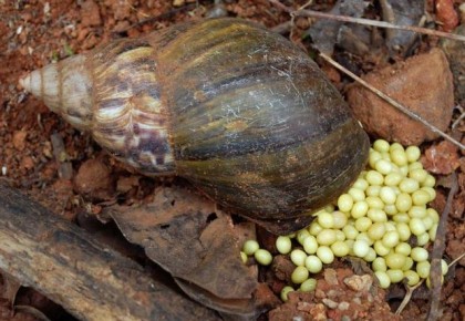 The recent flash floods on Guadalcanal has spread the Giant African Snail further. Photo credit: The Hindu.