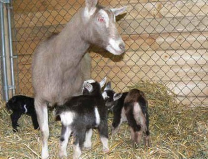 A diary goat on feeding. Photo credit: The organic Farmer.