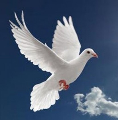 A dove symbolising the Holy Spirit. Photo credit: Poetry Nest blog.
