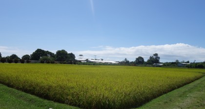 The rice farm at the Taiwan Technical Mission in Honiara. Photo credit: SIBC.