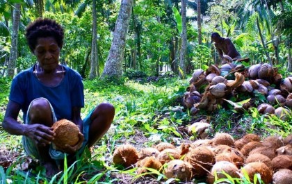 A local copra producer preparing coconuts for copra. Photo credit: Our Pacific Ways.