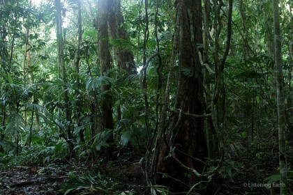 Rain forests in Solomon Islands. Photo credit: mobile.ztopics.com.