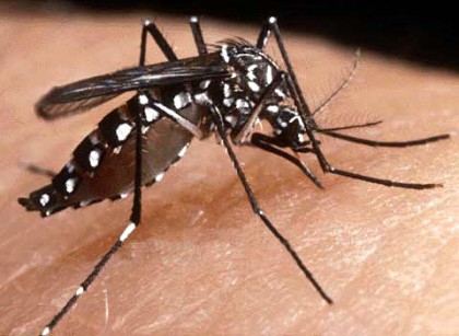 A dengue mosquito. Photo credit: www.gmanetwork.com
