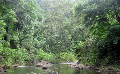A Guadalcanal River and its surroundings - part of the biodiversity. Photo credit: en.wikipedia.org