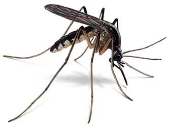 Malaria Mosquito. Photo credit: www.simpsonstreetfreepress.org