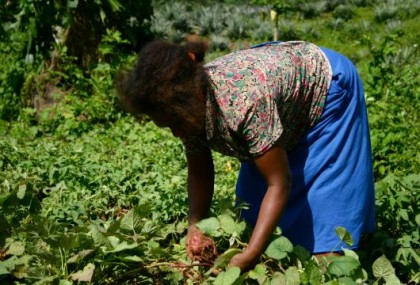 A woman harvesting potatoes. Photo credit: http://www.undp-alm.org/projects/af-solomon-islands