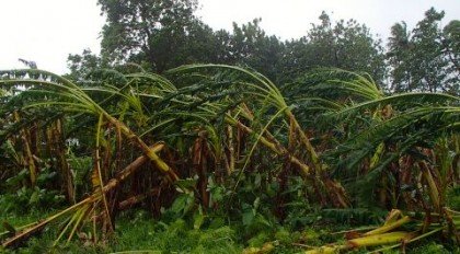 Effects of the recent Tropical Cyclone Pam in Temotu Province. Photo: Courtesy of World Vision Solomon Islands. 