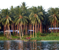 The Russell Islands plantation at Yandina. Photo credit: travelingluck.com