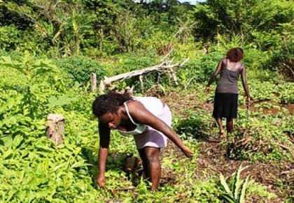 Solomon Islander women prepare a sweet potato garden for planting. Photo credit:  Radio Australia online.