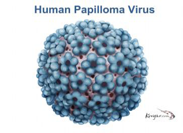 Human Papilloma Virus seen through a high-powered microscope. Photo credit: www.cmdrc.com