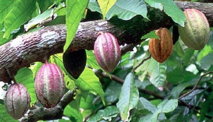 Cocoa, a major commodity in Solomon Islands. Photo credit: www.loopvanuatu.com