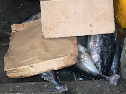 Fish being left on the dirty floor of a kaibar in Honiara. Photo credit: MHMS.