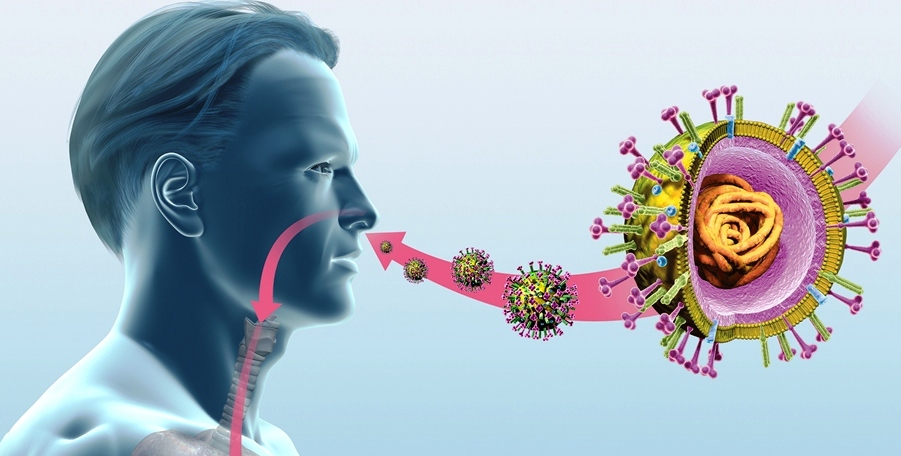 How a common cold virus works SIBC