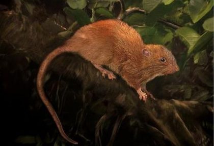 Giant coconut-cracking giant rat discovered right here, in the Solomons!