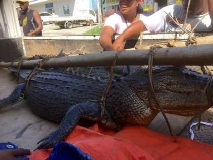 Two crocodiles go ‘walkabout lo Chinatown’; well, kind of…