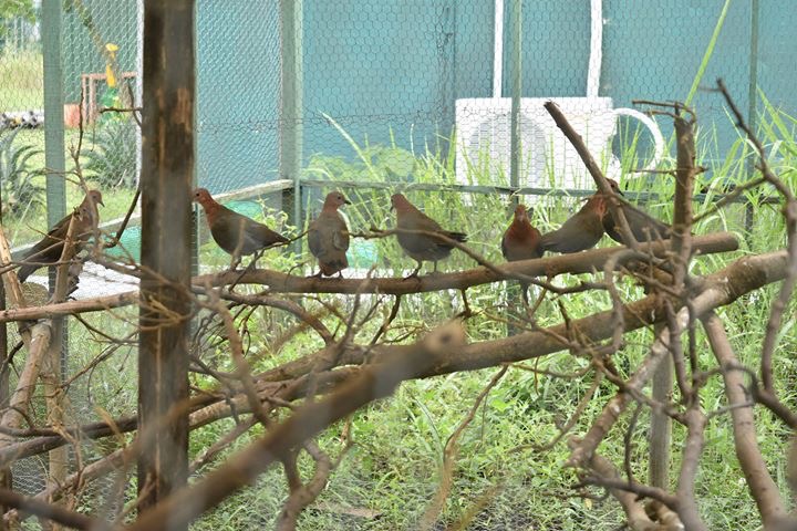 109 endangered birds seized from exporters