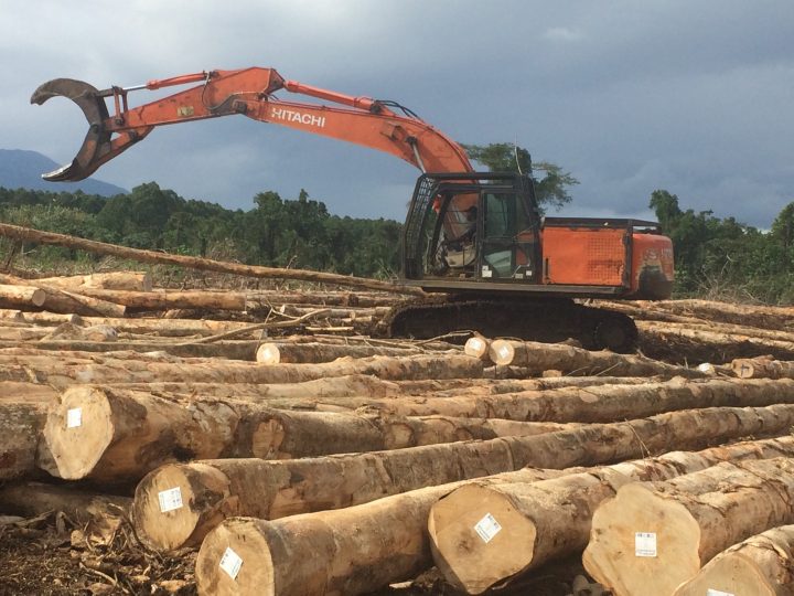 Government increases attempts to reform the forestry sector