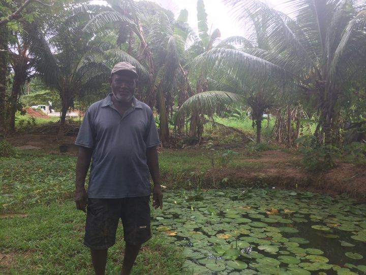 Former builder turns to commercial tilapia farming