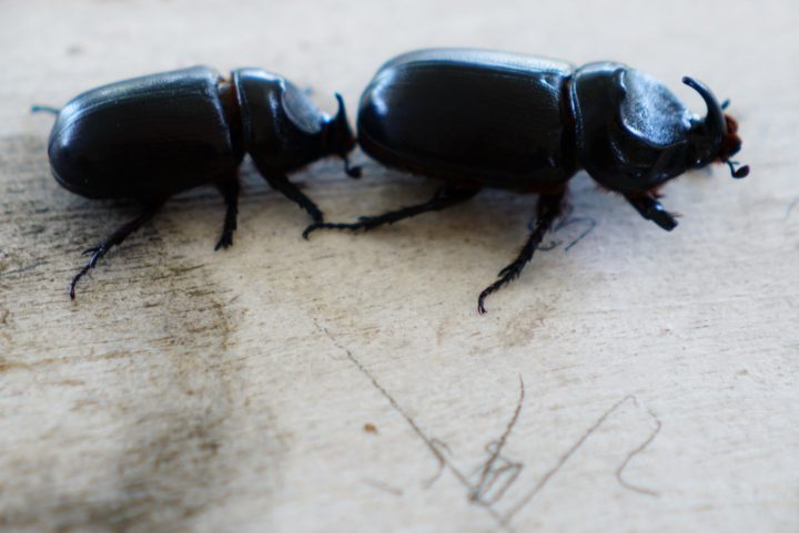 Biosecurity preps virus for beetle eradication