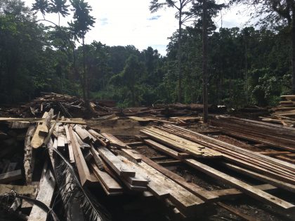 Our logging industry is unsustainable: Forestry PS
