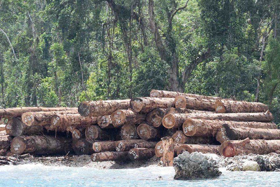 Log export to further fall by July this year