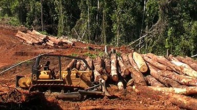 Logging in the Solomon Islands | SIBC