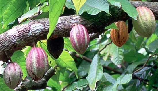 CEMA tells farmers not to harvest unripe cocoa fruits, it will affect ...