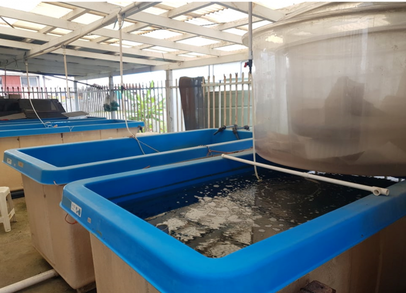 MFMR trials juvenile sea cucumber transfer to open reef systems ...