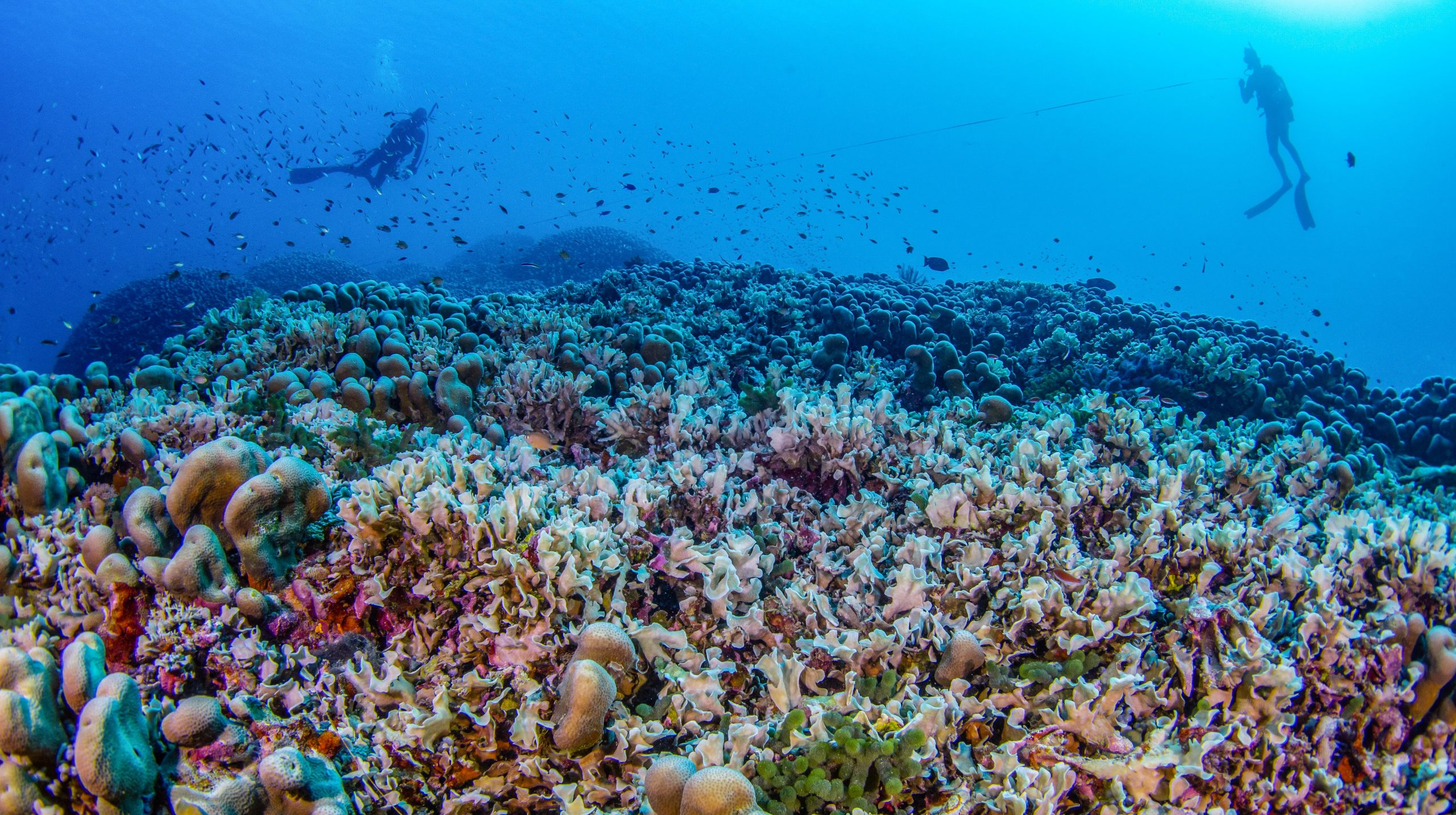 New Discovery: Largest Coral in the World Found in the Solomon Islands