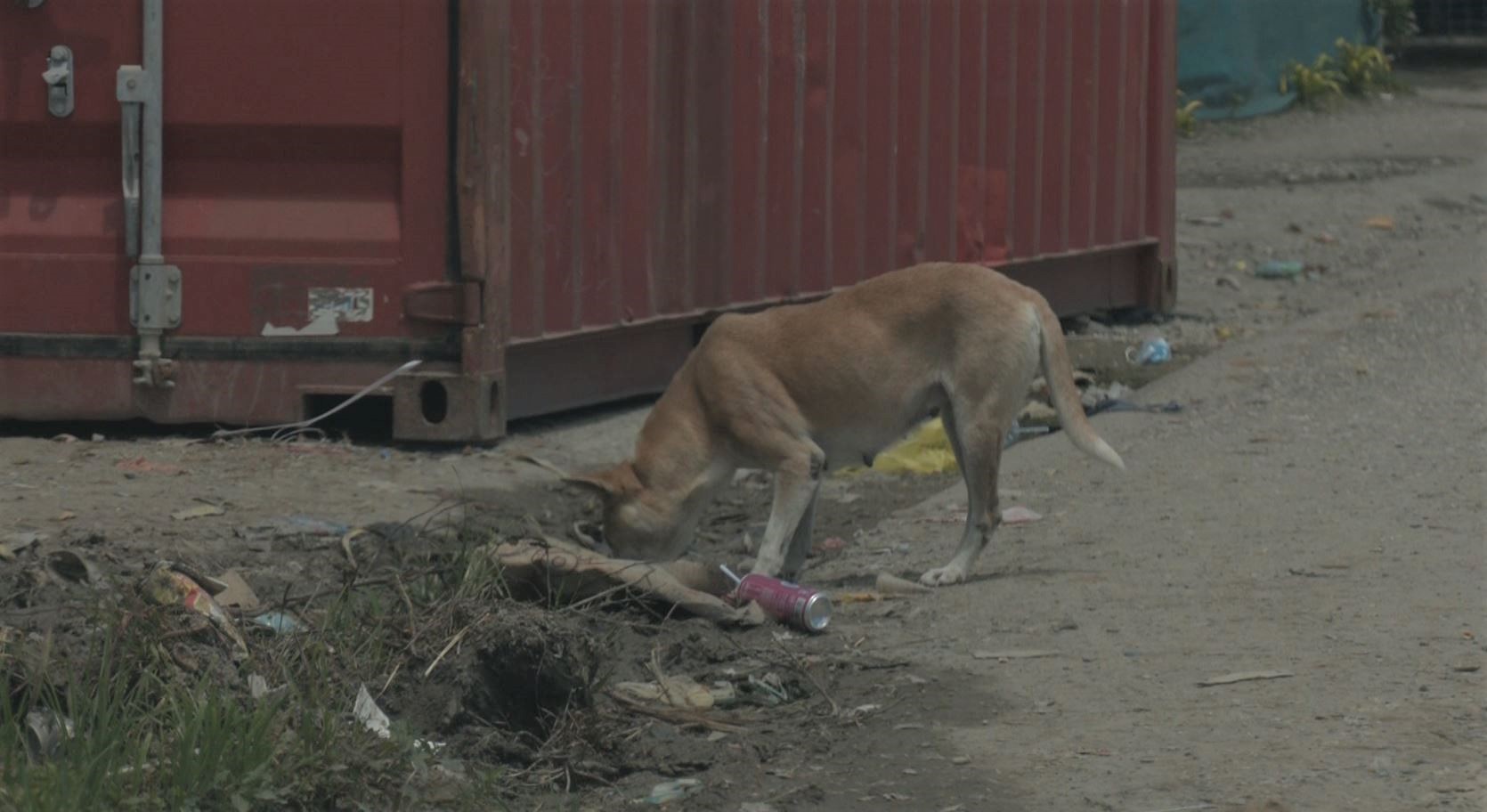 Gizo town council to control stray dogs in Gizo town following attacks on humans